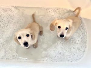 Creme of the Crop English Cream Miniature Dachshund Puppies