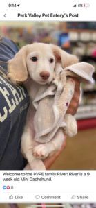 Creme of the Crop English Cream Miniature Dachshund Puppy