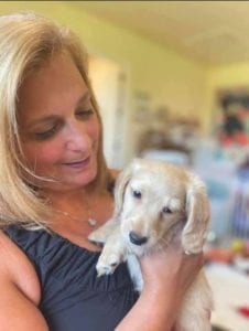 Creme of the Crop English Cream Miniature Dachshund Puppy