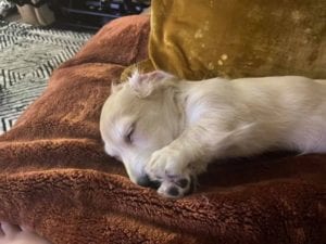 Creme of the Crop English Cream Miniature Dachshund Puppy