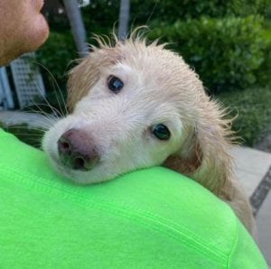 Creme of the Crop English Cream Miniature Dachshund Puppy