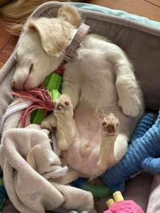 Creme of the Crop English Cream Miniature Dachshund Puppy