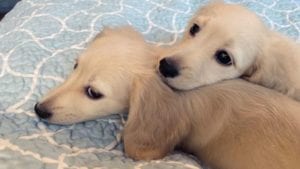 Creme of the Crop English Cream Miniature Dachshund Puppy