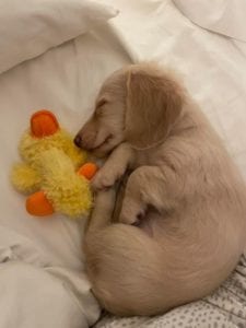 Creme of the Crop English Cream Miniature Dachshund Puppy