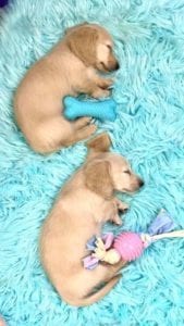 Creme of the Crop English Cream Miniature Dachshund Puppy