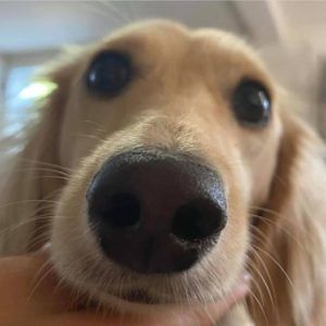 Creme of the Crop English Cream Miniature Dachshund Puppy Blonde