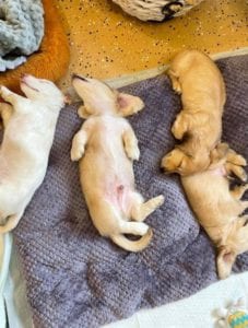 Creme of the Crop English Cream Miniature Dachshund Puppy Litter