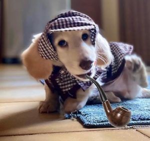 Creme of the Crop English Cream Miniature Dachshund Puppy Blonde