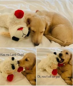 Creme of the Crop English Cream Miniature Dachshund Puppy Blonde