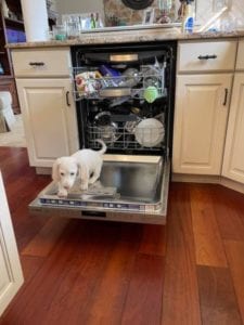 Creme of the Crop English Cream Miniature Dachshund Puppy Blonde