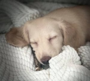 Creme of the Crop English Cream Miniature Dachshund Puppy Blonde