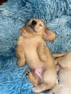 Creme of the Crop English Cream Miniature Dachshund Puppy Blonde