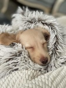 Creme of the Crop English Cream Miniature Dachshund Puppy Blonde