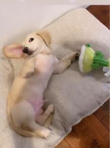 Creme of the Crop English Cream Miniature Dachshund Puppy Blonde