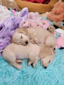 Creme of the Crop English Cream Miniature Dachshund Puppy Blonde