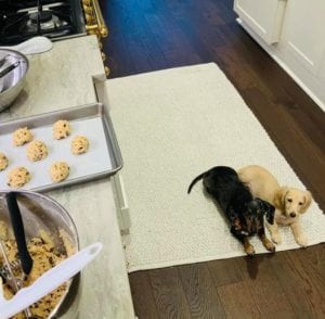 Creme of the Crop English Cream Miniature Dachshund Puppy Blonde