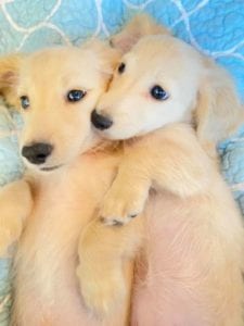 Creme of the Crop English Cream Miniature Dachshund Puppy Blonde