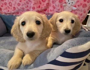 Creme of the Crop English Cream Miniature Dachshund Puppy Blonde