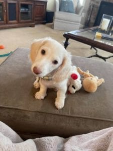 Creme of the Crop English Cream Miniature Dachshund Puppy Blonde