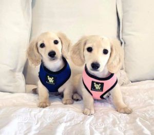 Creme of the Crop English Cream Miniature Dachshund Puppies Blonde