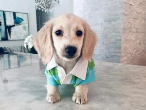 Crème of the Crop Miniature Dachshund Cream Puppies