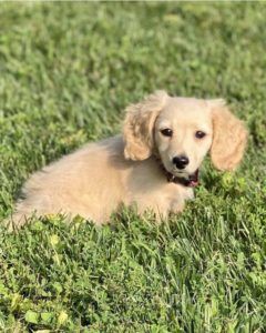 Creme of the Crop English Cream Miniature Dachshund Puppy Blonde