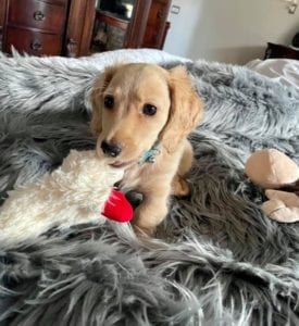 Creme of the Crop English Cream Miniature Dachshund Puppy Blonde