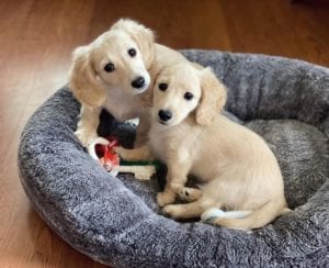 Creme of the Crop English Cream Miniature Dachshund Puppies