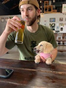 Creme of the Crop English Cream Miniature Dachshund Puppy