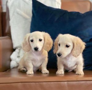 Creme of the Crop English Cream Miniature Dachshund Puppies