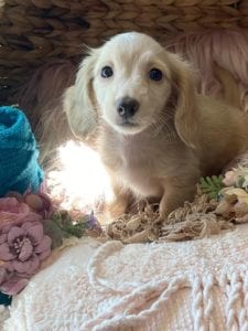 Creme of the Crop English Cream Miniature Dachshund Puppy