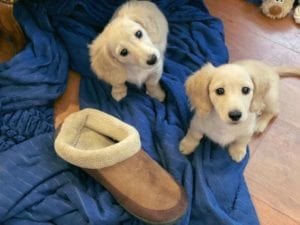 Creme of the Crop English Cream Miniature Dachshund Puppies