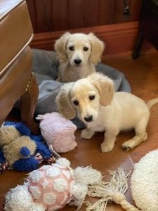 Creme of the Crop English Cream Miniature Dachshund Puppy