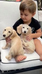 Creme of the Crop English Cream Miniature Dachshund Puppy