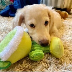 Creme of the Crop English Cream Miniature Dachshund Puppy