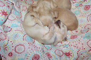 Creme of the Crop English Cream Miniature Dachshund Puppy