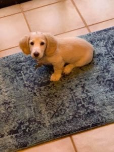 Creme of the Crop English Cream Miniature Dachshund Puppy