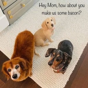 Creme of the Crop English Cream Miniature Dachshund Puppy