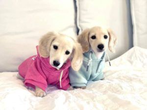 Creme of the Crop English Cream Miniature Dachshund Puppy