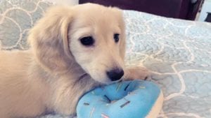 Creme of the Crop English Cream Miniature Dachshund Puppy