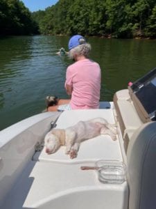 Creme of the Crop English Cream Miniature Dachshund Puppy