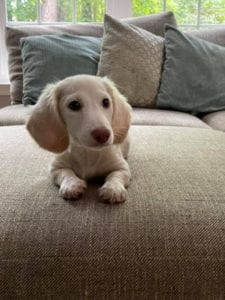 Creme of the Crop English Cream Miniature Dachshund Puppy