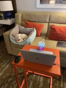 Creme of the Crop English Cream Miniature Dachshund Puppy