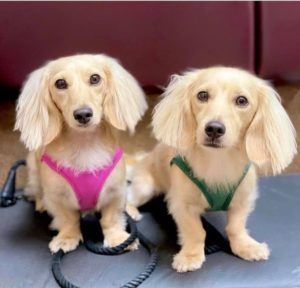 Creme of the Crop English Cream Miniature Dachshund Puppy