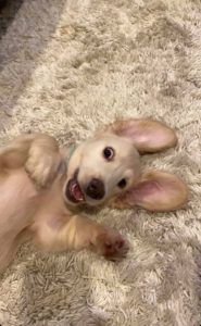 Creme of the Crop English Cream Miniature Dachshund Puppy Blonde