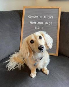 Creme of the Crop English Cream Miniature Dachshund Puppy