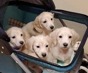 Creme of the Crop English Cream Miniature Dachshund Puppy Litter