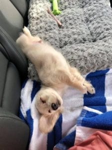 Creme of the Crop English Cream Miniature Dachshunds