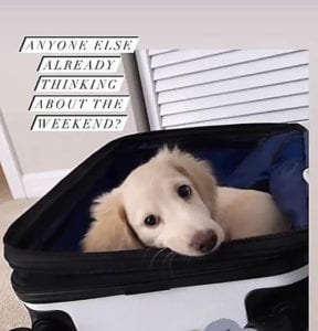 Creme of the Crop English Cream Miniature Dachshunds