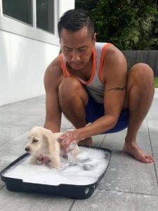 Creme of the Crop English Cream Miniature Dachshunds